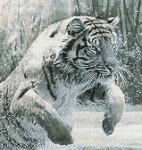 (image for) Cold Bravery (Tiger)